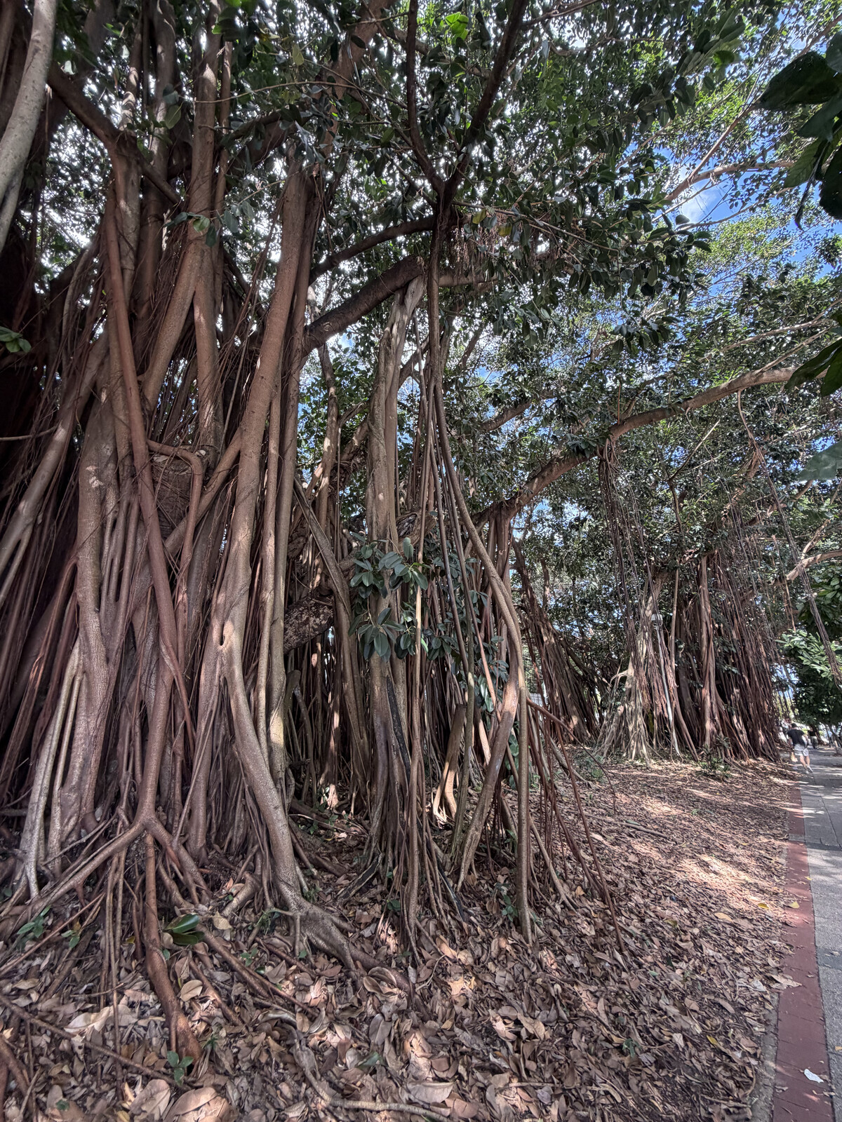 Cairns Tree