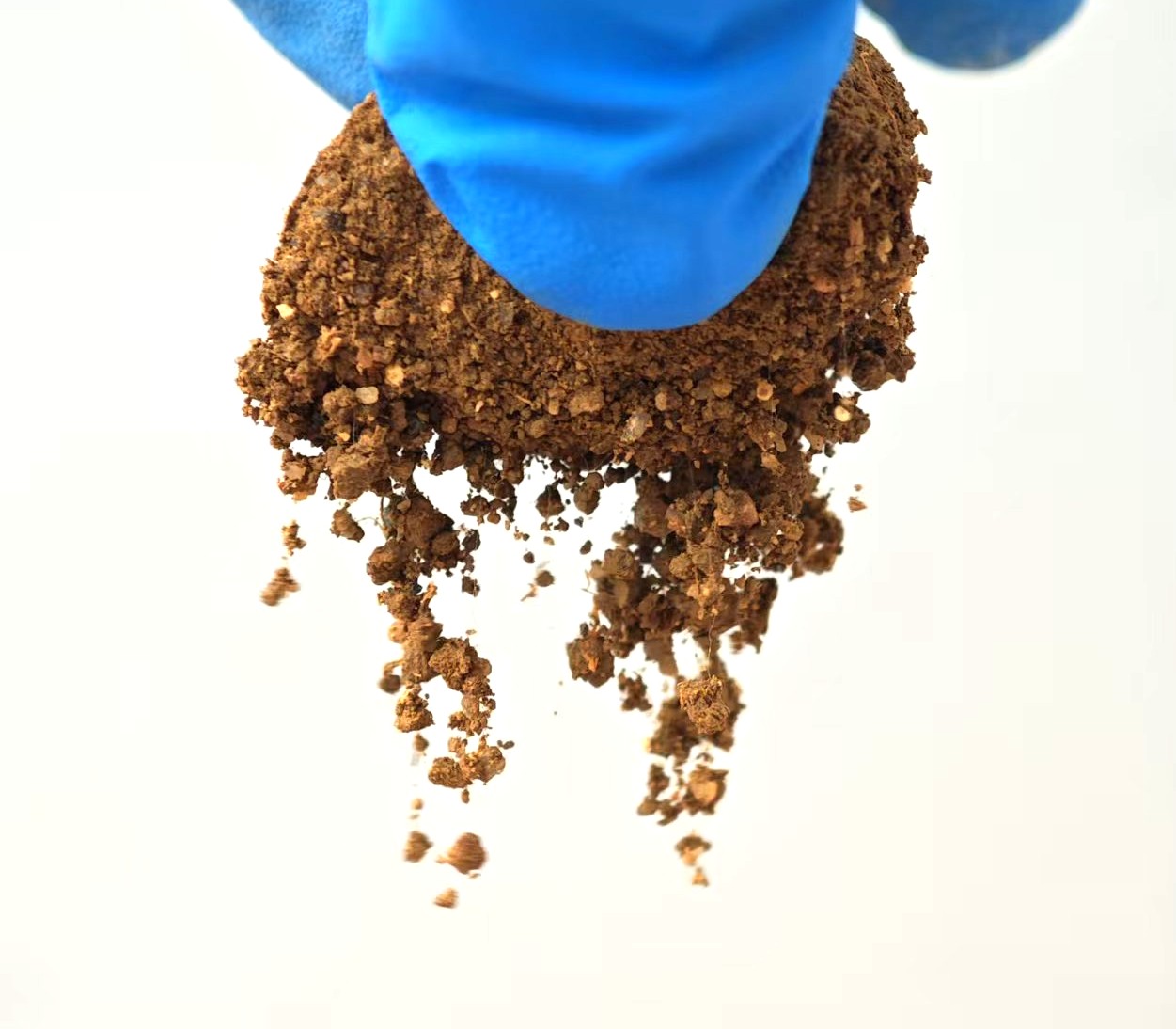 Fungal hyphae binding soil particles