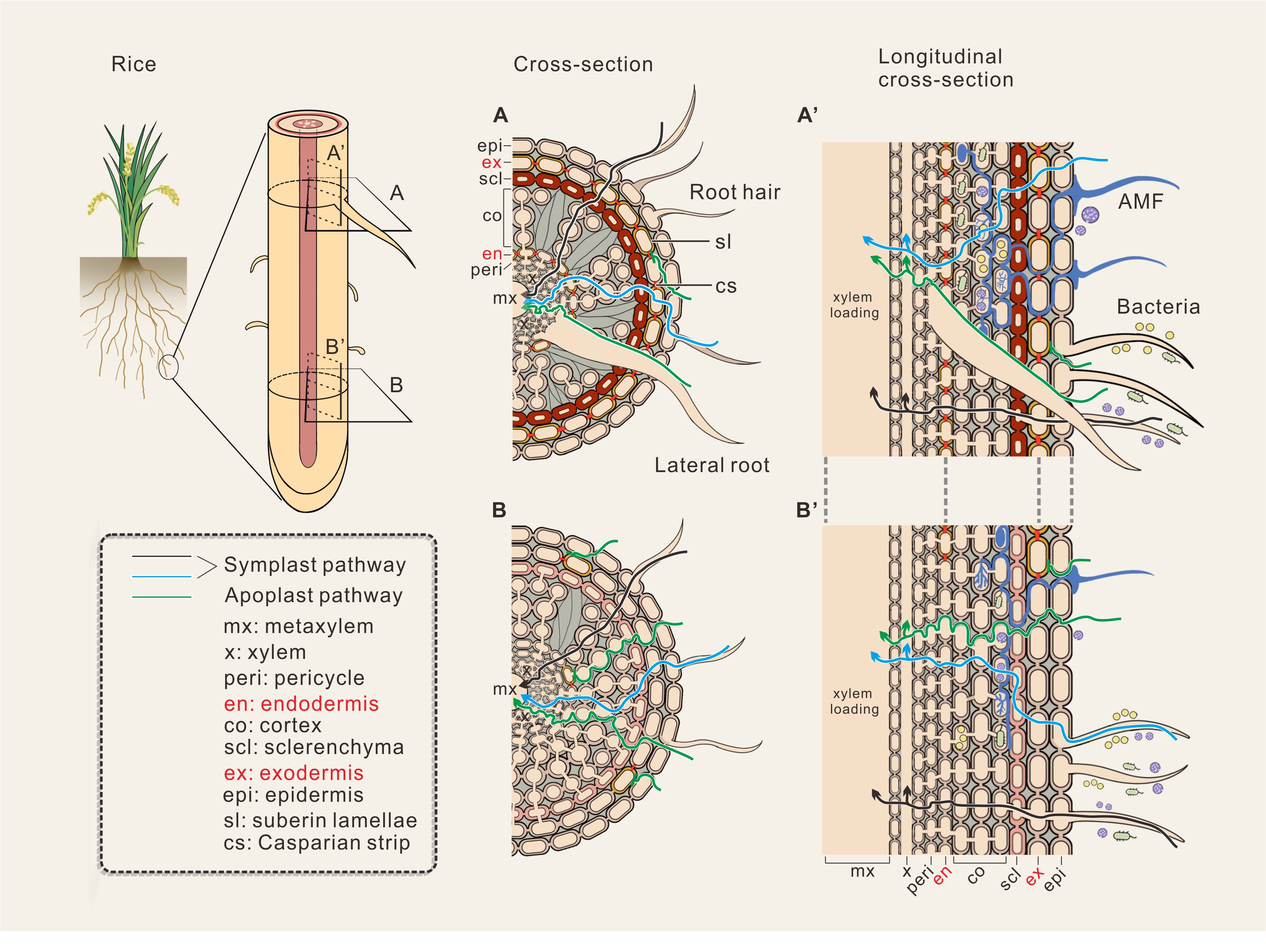 Apoplastic and symplast