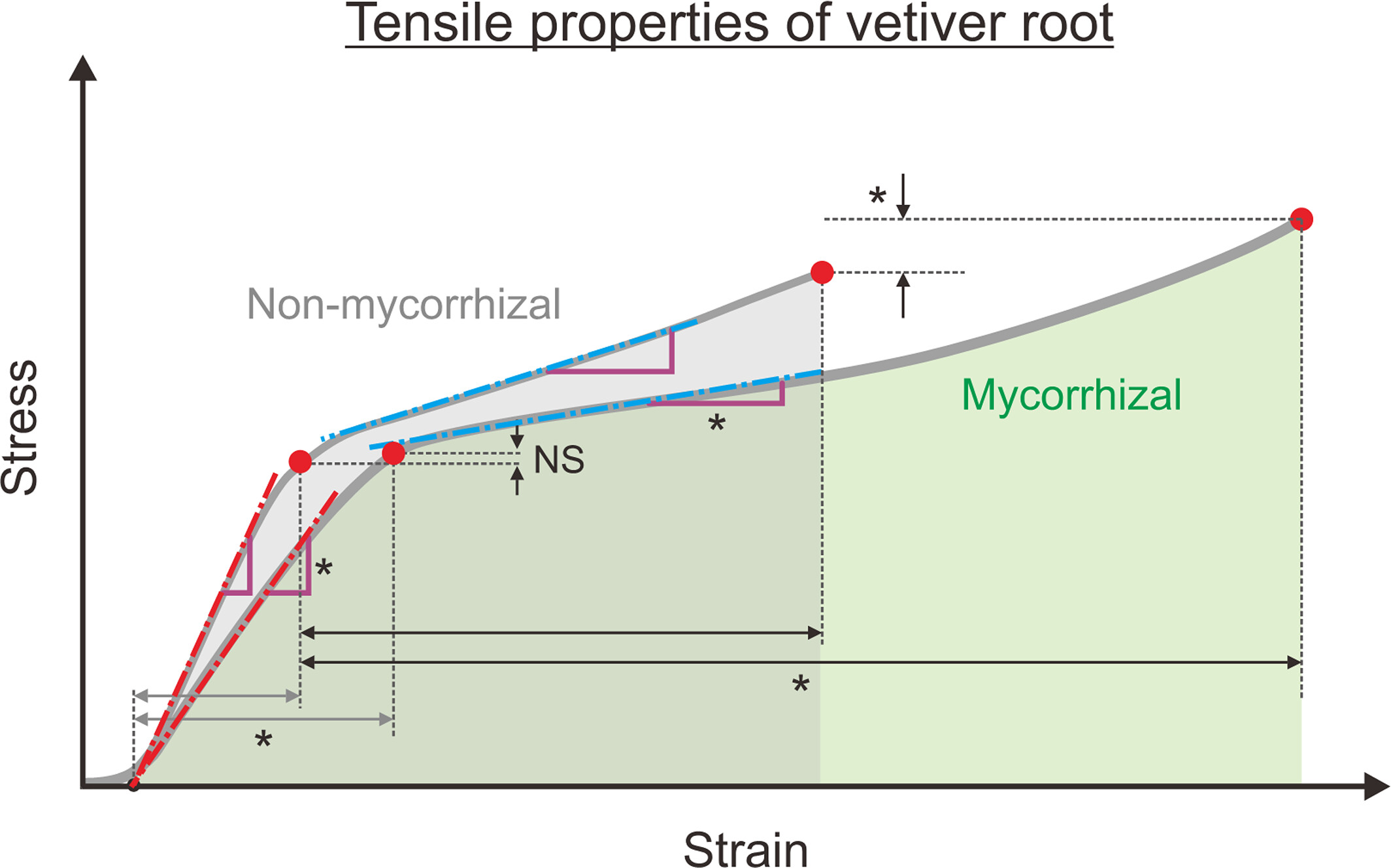 Overall root tough enhanced by symbiotic fungi