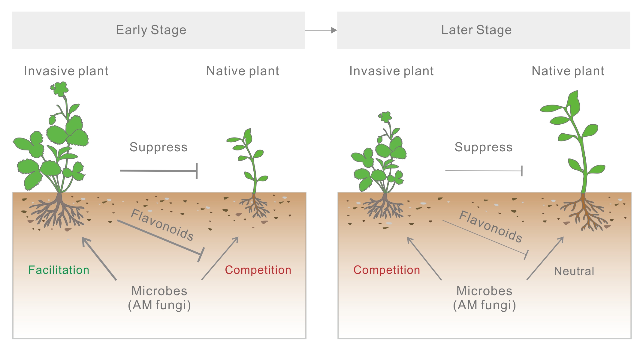 Microbe-assisted plant invasion